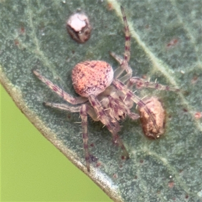 Araneinae (subfamily) at Amaroo, ACT - 7 Sep 2025 by Hejor1