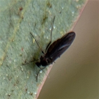 Sciaridae sp. (family) (Black fungus gnat) at Amaroo, ACT - 7 Sep 2025 by Hejor1