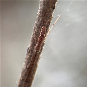 Tetragnatha sp. (genus) (Long-jawed spider) at Amaroo, ACT - 7 Sep 2025 by Hejor1