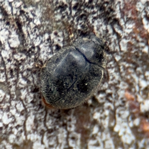 Coccinellidae (family) (Unidentified lady beetle) at Amaroo, ACT - 7 Sep 2025 by Hejor1