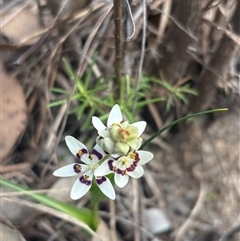 Wurmbea dioica subsp. dioica (Early Nancy) at Aranda, ACT - 7 Sep 2025 by LeahColebrook