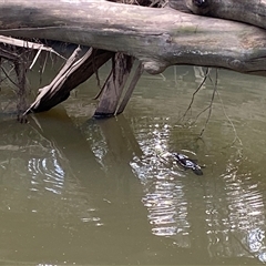 Ornithorhynchus anatinus (Platypus) at Bundanoon, NSW - 7 Sep 2025 by Bundydeb