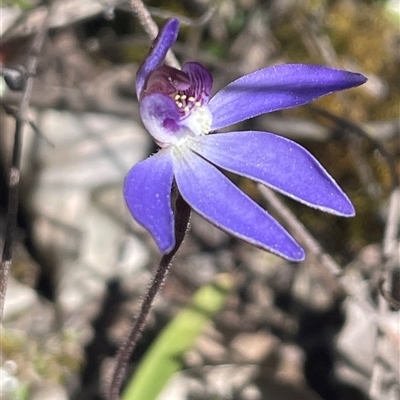 Caladenia caerulea (Blue Fingers, Blue Fairies) at Karabar, NSW - 6 Sep 2025 by Clarel