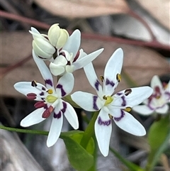 Wurmbea dioica subsp. dioica (Early Nancy) at Crace, ACT - 7 Sep 2025 by Clarel