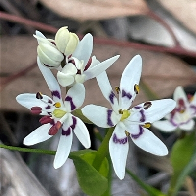 Wurmbea dioica subsp. dioica (Early Nancy) at Crace, ACT - 7 Sep 2025 by Clarel
