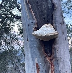 Laetiporus portentosus (White Punk) at Aranda, ACT - 7 Sep 2025 by Clarel
