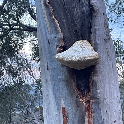 Laetiporus portentosus (White Punk) at Aranda, ACT - 7 Sep 2025 by Clarel