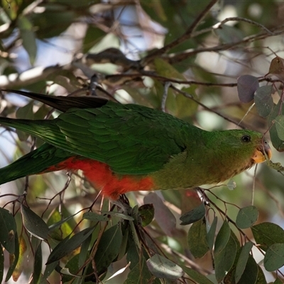Alisterus scapularis (Australian King-Parrot) at Parkes, ACT - 1 Sep 2025 by AlisonMilton
