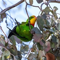 Polytelis swainsonii (Superb Parrot) at Parkes, ACT - 1 Sep 2025 by AlisonMilton