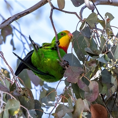 Polytelis swainsonii (Superb Parrot) at Parkes, ACT - 1 Sep 2025 by AlisonMilton