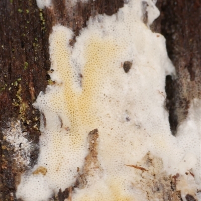 Unverified Other non-black fungi  at Gherang, VIC - 4 Sep 2025 by WendyEM