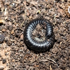 Ommatoiulus moreleti at Higgins, ACT - 17 Aug 2025 by AlisonMilton