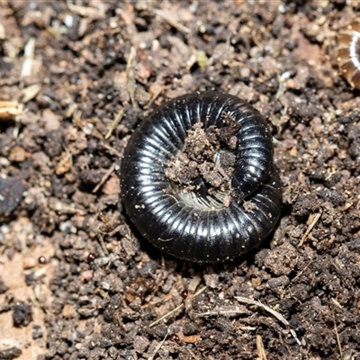 Ommatoiulus moreleti at Higgins, ACT - 17 Aug 2025 by AlisonMilton