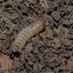 Unverified Insect at Higgins, ACT - 17 Aug 2025 by AlisonMilton