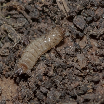 Unverified Insect at Higgins, ACT - 17 Aug 2025 by AlisonMilton