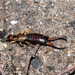 Forficula auricularia (European Earwig) at Higgins, ACT - 17 Aug 2025 by AlisonMilton