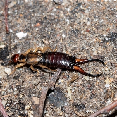 Forficula auricularia (European Earwig) at Higgins, ACT - 17 Aug 2025 by AlisonMilton