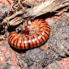 Paradoxosomatidae sp. (family) at Higgins, ACT - 17 Aug 2025 by AlisonMilton