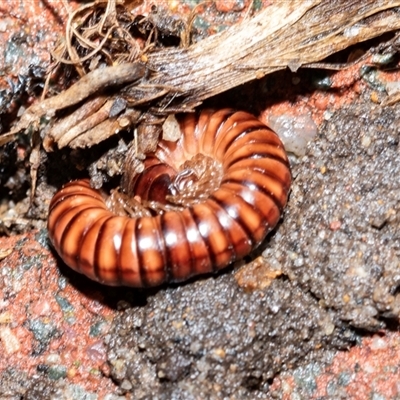 Paradoxosomatidae sp. (family) at Higgins, ACT - 17 Aug 2025 by AlisonMilton
