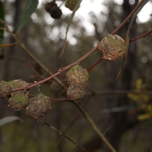 Trichilogaster sp. (genus) (Acacia gall wasp) at Gherang, VIC - 4 Sep 2025 by WendyEM