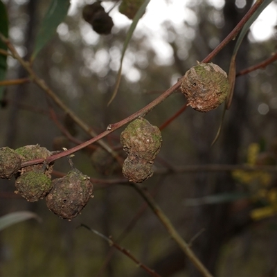 Trichilogaster sp. (genus) (Acacia gall wasp) at Gherang, VIC - 4 Sep 2025 by WendyEM