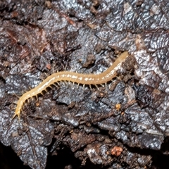 Scolopendromorpha (order) at Higgins, ACT - 17 Aug 2025 by AlisonMilton