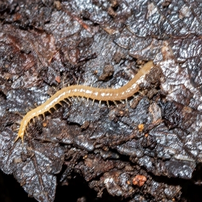 Scolopendromorpha (order) at Higgins, ACT - 17 Aug 2025 by AlisonMilton