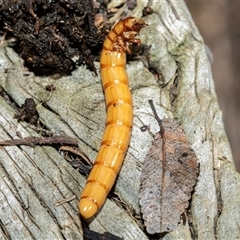 Tenebrionidae (family) (Darkling beetle) at Higgins, ACT - 17 Aug 2025 by AlisonMilton