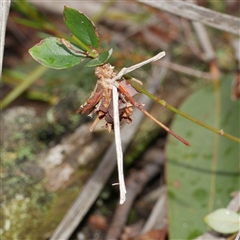 Psychidae (family) IMMATURE (Unidentified case moth or bagworm) at Gherang, VIC - 4 Sep 2025 by WendyEM