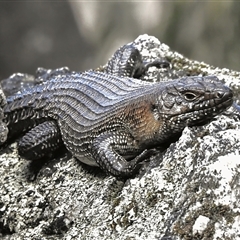 Egernia cunninghami (Cunningham's Skink) at Paddys River, ACT - 7 Sep 2025 by JohnBundock