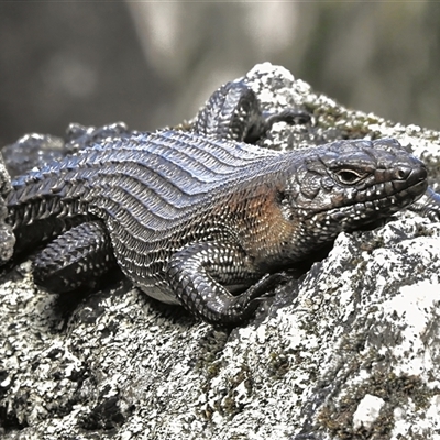 Egernia cunninghami (Cunningham's Skink) at Paddys River, ACT - 7 Sep 2025 by JohnBundock
