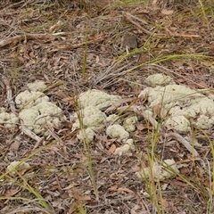 Cladia aggregata at Gherang, VIC - 4 Sep 2025 by WendyEM