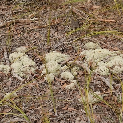 Cladia aggregata at Gherang, VIC - 4 Sep 2025 by WendyEM