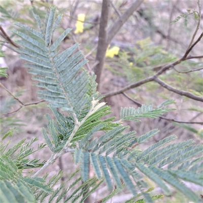 Acacia dealbata subsp. dealbata (Silver Wattle) at Lerida, NSW - 7 Sep 2025 by abread111