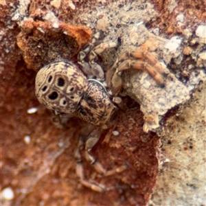 Cymbacha ocellata (Crab spider) at Amaroo, ACT - 7 Sep 2025 by Hejor1