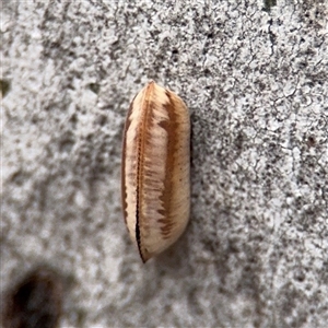 Blattidae sp. (family) (Unidentified blattid cockroach) at Amaroo, ACT - 7 Sep 2025 by Hejor1