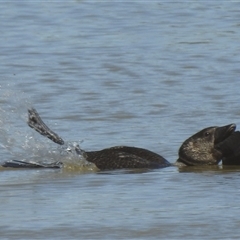 Biziura lobata (Musk Duck) at Birdsville, QLD - 21 Aug 2025 by HelenCross