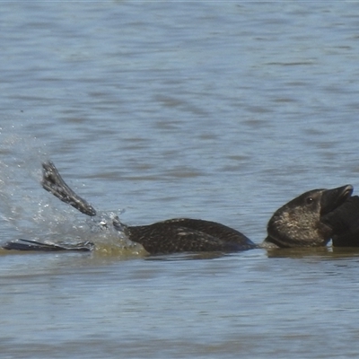 Biziura lobata (Musk Duck) at Birdsville, QLD - 21 Aug 2025 by HelenCross