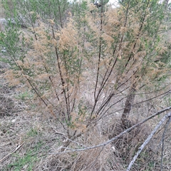 Cassinia sifton (Sifton Bush, Chinese Shrub) at Lerida, NSW - 7 Sep 2025 by abread111