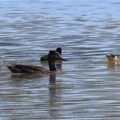 Stictonetta naevosa (Freckled Duck) at Birdsville, QLD - 21 Aug 2025 by HelenCross