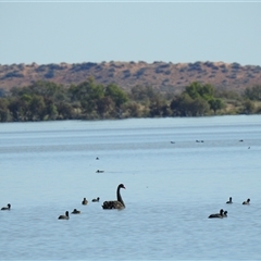 Cygnus atratus (Black Swan) at Birdsville, QLD - 21 Aug 2025 by HelenCross