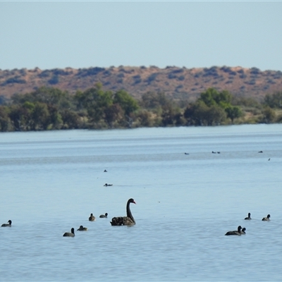 Cygnus atratus (Black Swan) at Birdsville, QLD - 21 Aug 2025 by HelenCross