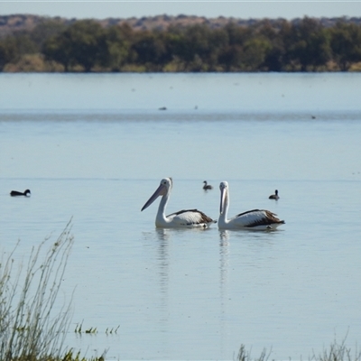 Pelecanus conspicillatus (Australian Pelican) at Birdsville, QLD - 21 Aug 2025 by HelenCross