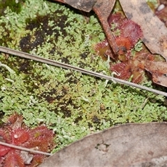 Unverified Moss, Liverwort or Hornwort at Gherang, VIC - 4 Sep 2025 by WendyEM