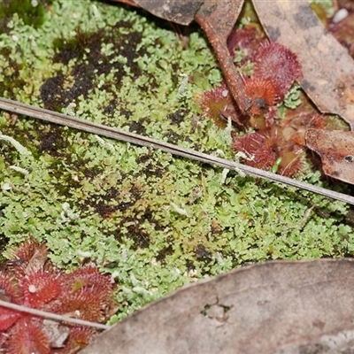 Unverified Moss, Liverwort or Hornwort at Gherang, VIC - 4 Sep 2025 by WendyEM