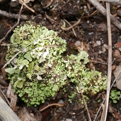 Unverified Moss, Liverwort or Hornwort at Gherang, VIC - 4 Sep 2025 by WendyEM