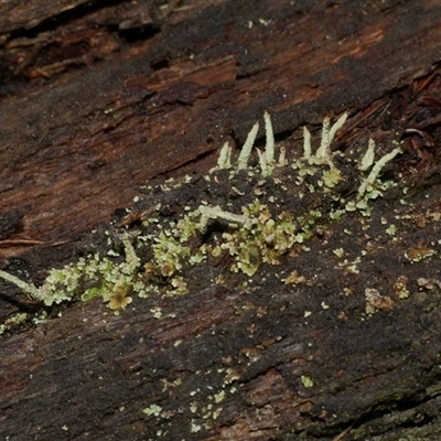 Unverified Moss, Liverwort or Hornwort at Gherang, VIC - 4 Sep 2025 by WendyEM