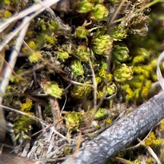 Bryaceae (family) at Amaroo, ACT - 7 Sep 2025 by Hejor1