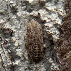 Ledromorpha planirostris (A leafhopper) at Amaroo, ACT - 7 Sep 2025 by Hejor1