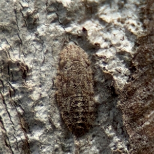 Ledromorpha planirostris (A leafhopper) at Amaroo, ACT - 7 Sep 2025 by Hejor1